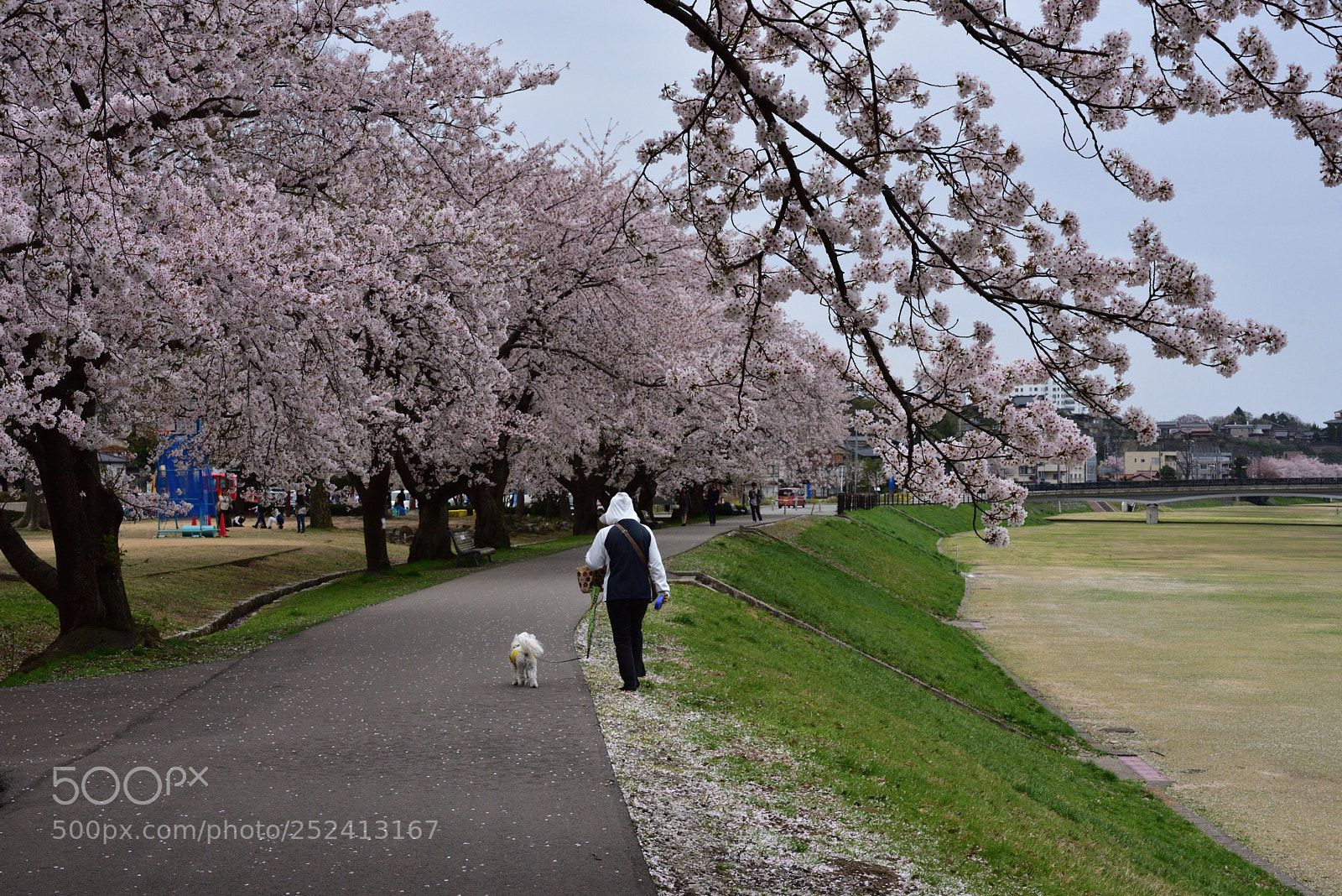 Nikon D750 sample photo. 金沢・犀川緑地の桜 (3) photography