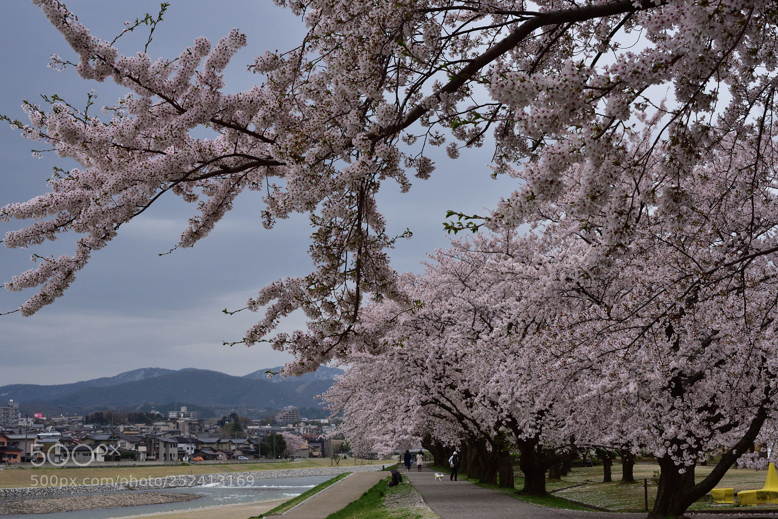 Nikon AF-S Micro-Nikkor 60mm F2.8G ED sample photo. 金沢・犀川緑地の桜 (2) photography
