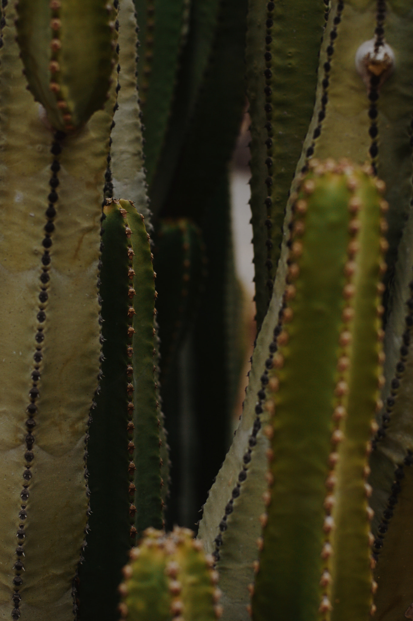 Nikon D3200 + Nikon AF-S Nikkor 50mm F1.8G sample photo. Green photography