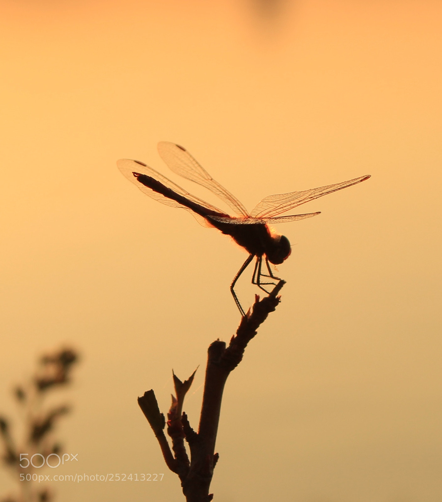 Canon EOS 700D (EOS Rebel T5i / EOS Kiss X7i) sample photo. Untitled photography