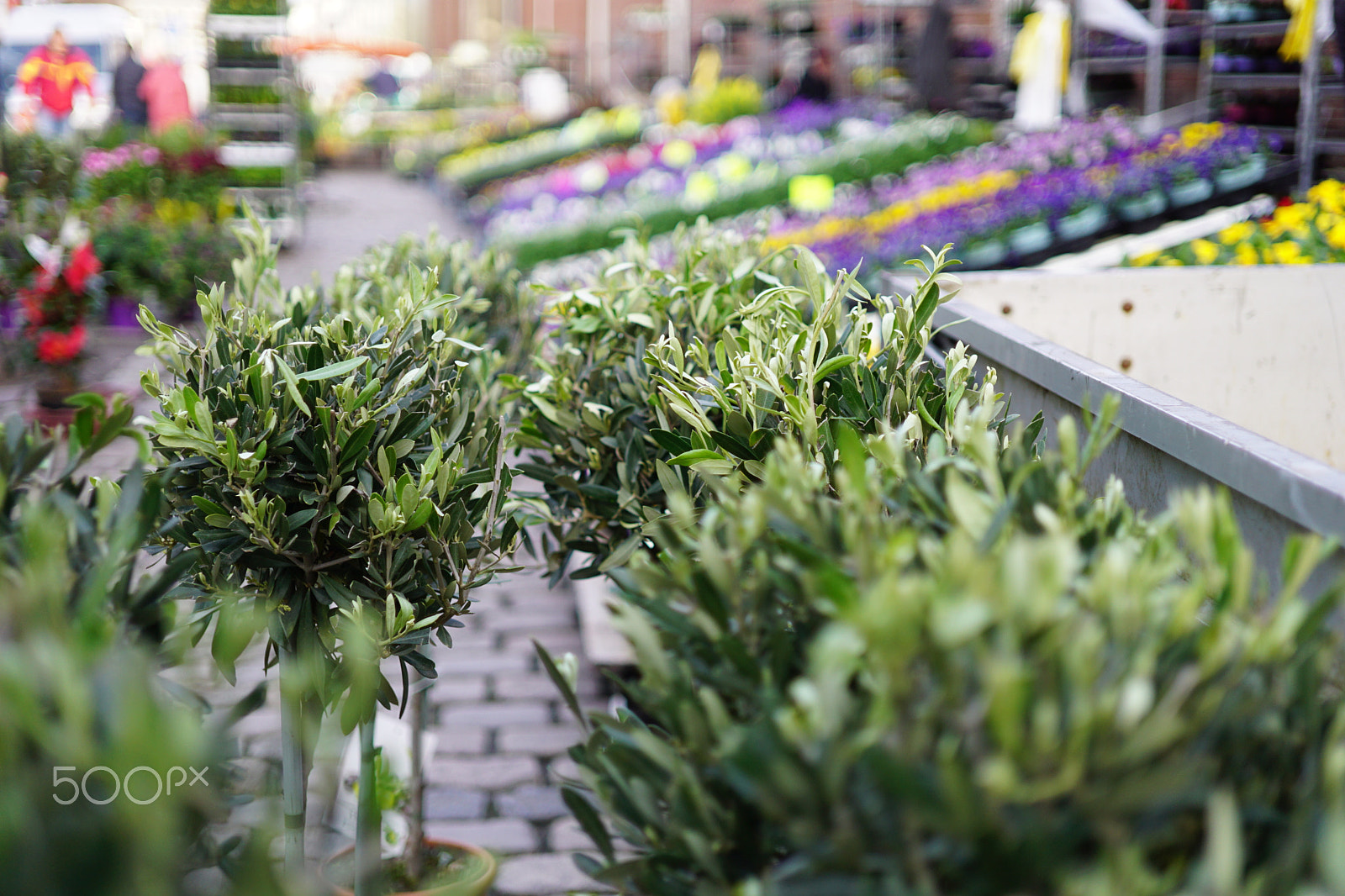 ZEISS Touit 32mm F1.8 sample photo. Flower market photography