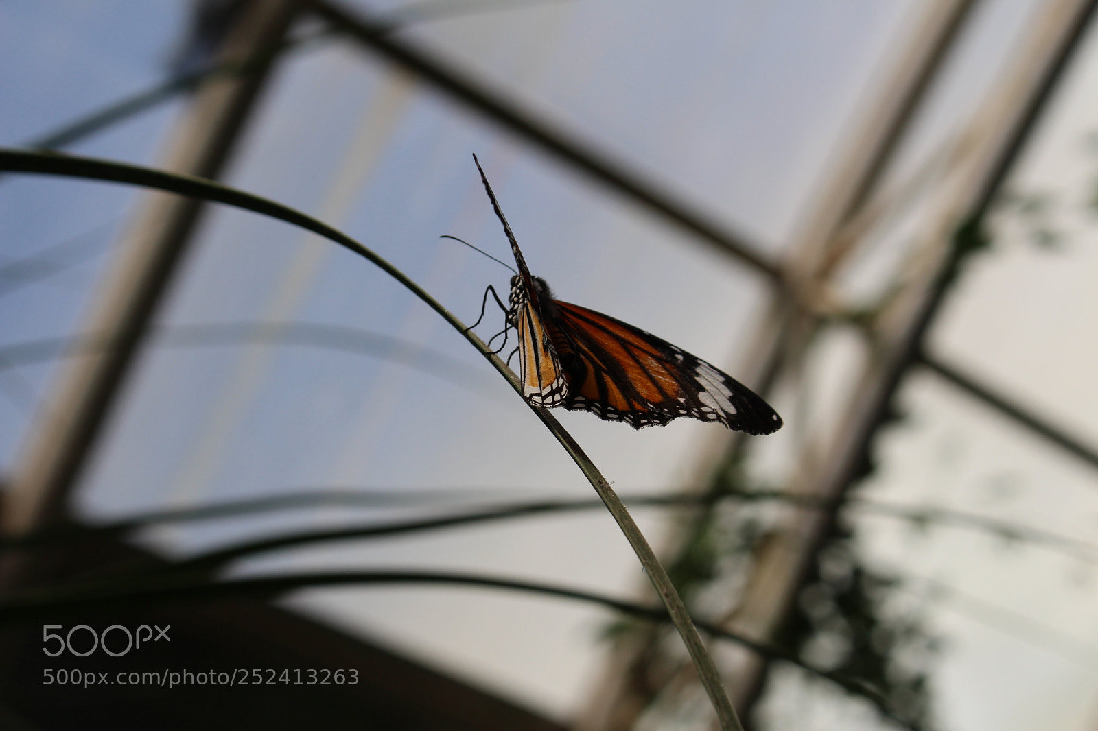 Canon EOS 700D (EOS Rebel T5i / EOS Kiss X7i) sample photo. Untitled photography