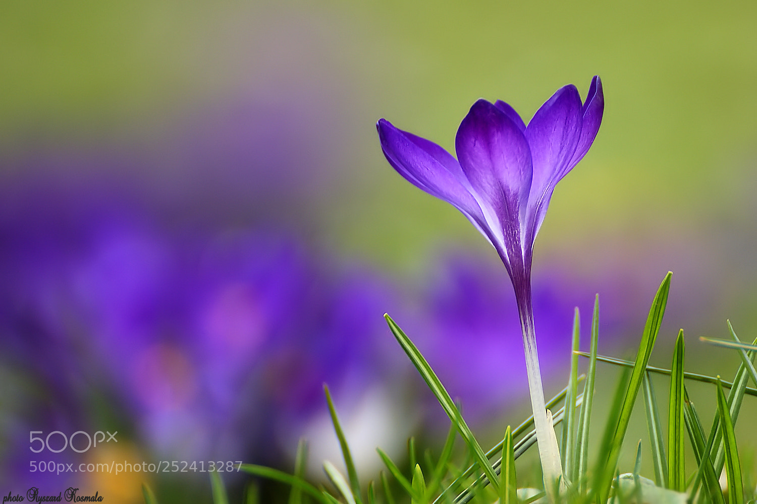 Sony Alpha DSLR-A300 sample photo. Crocus photography