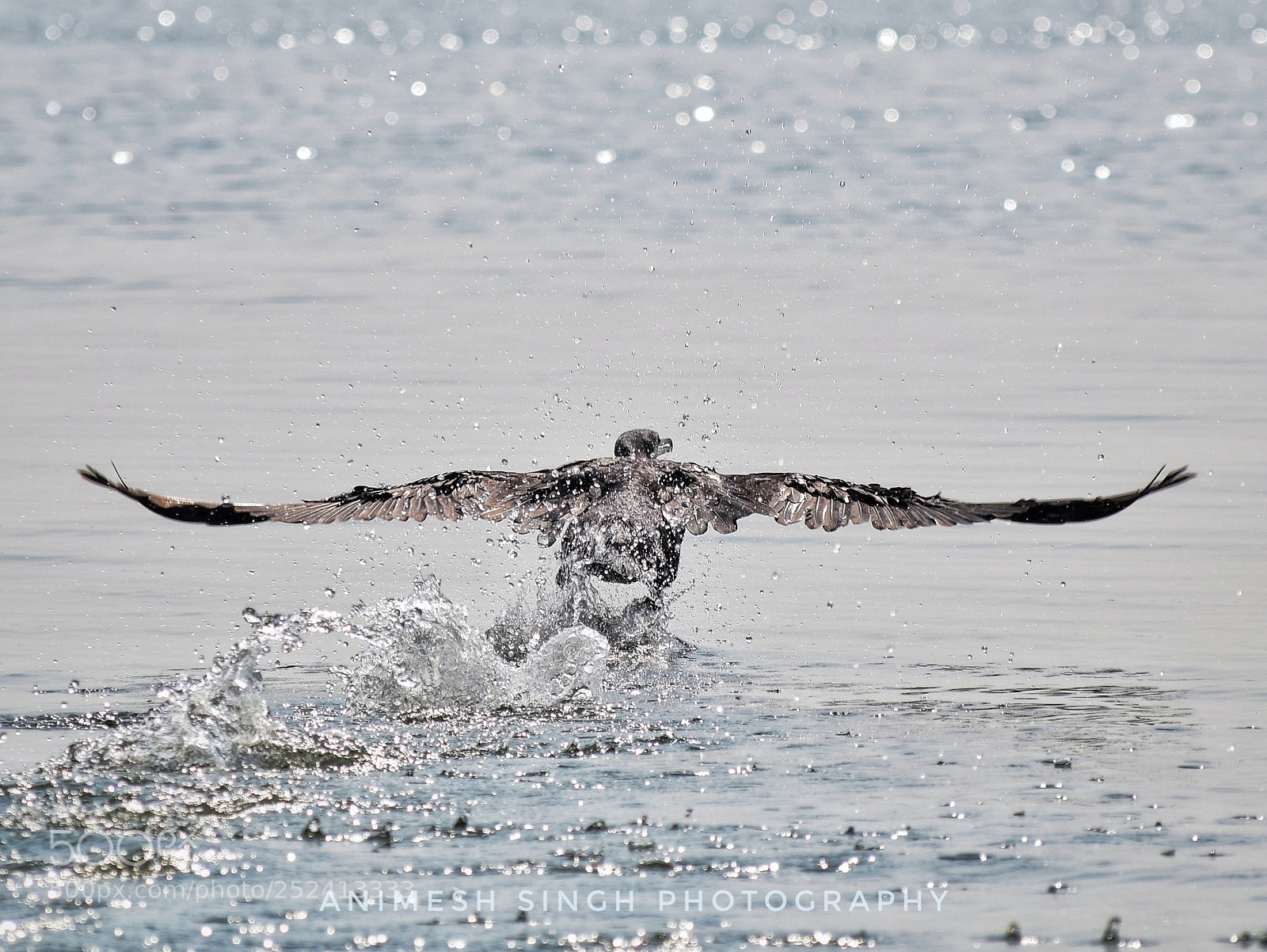Nikon D5300 sample photo. Taking off..... photography