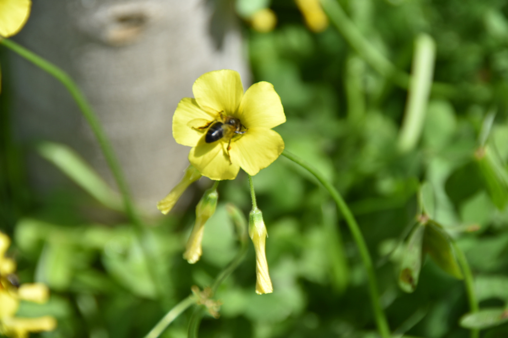 Nikon D3400 sample photo