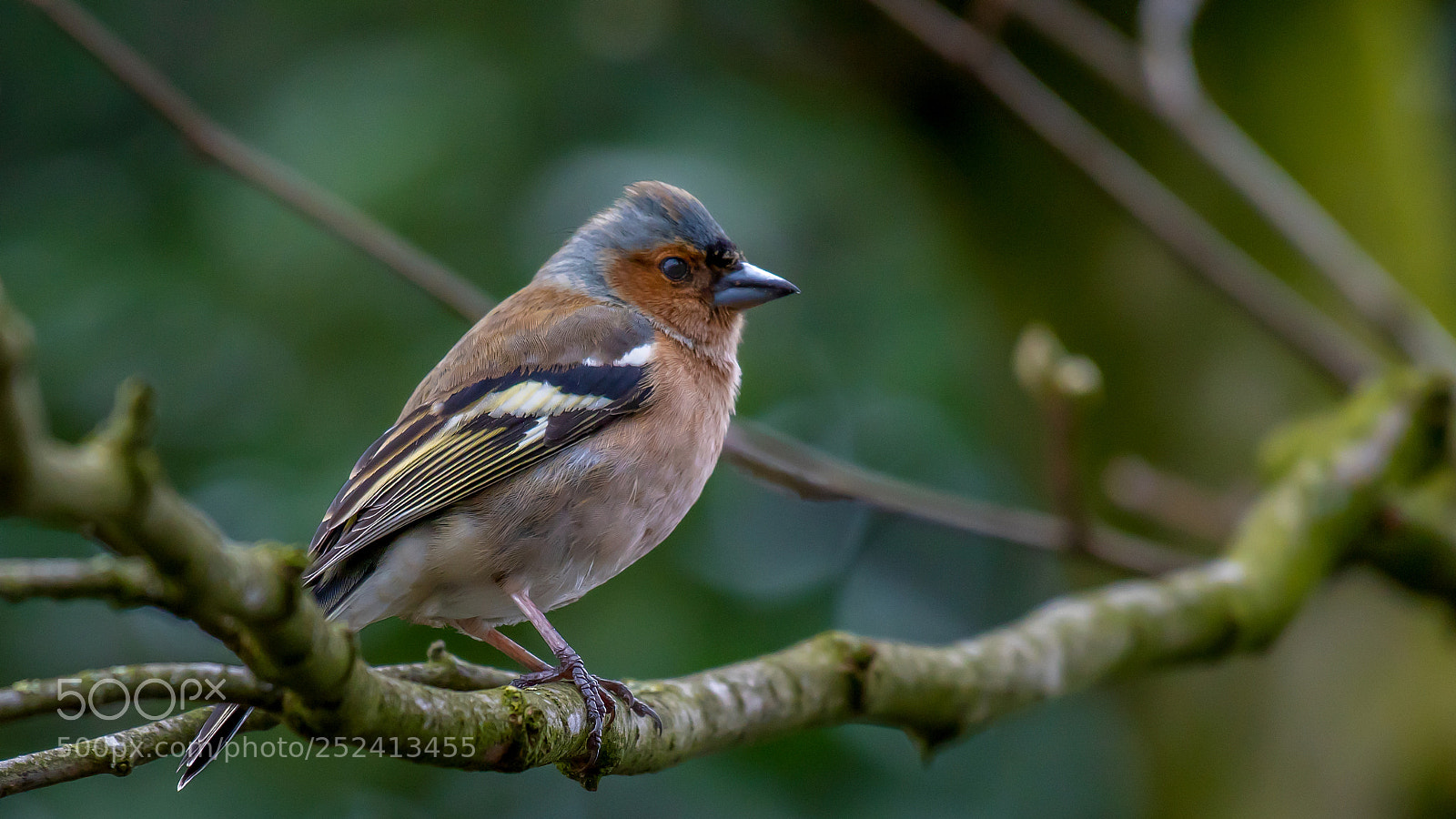 Nikon D500 sample photo. Vink photography