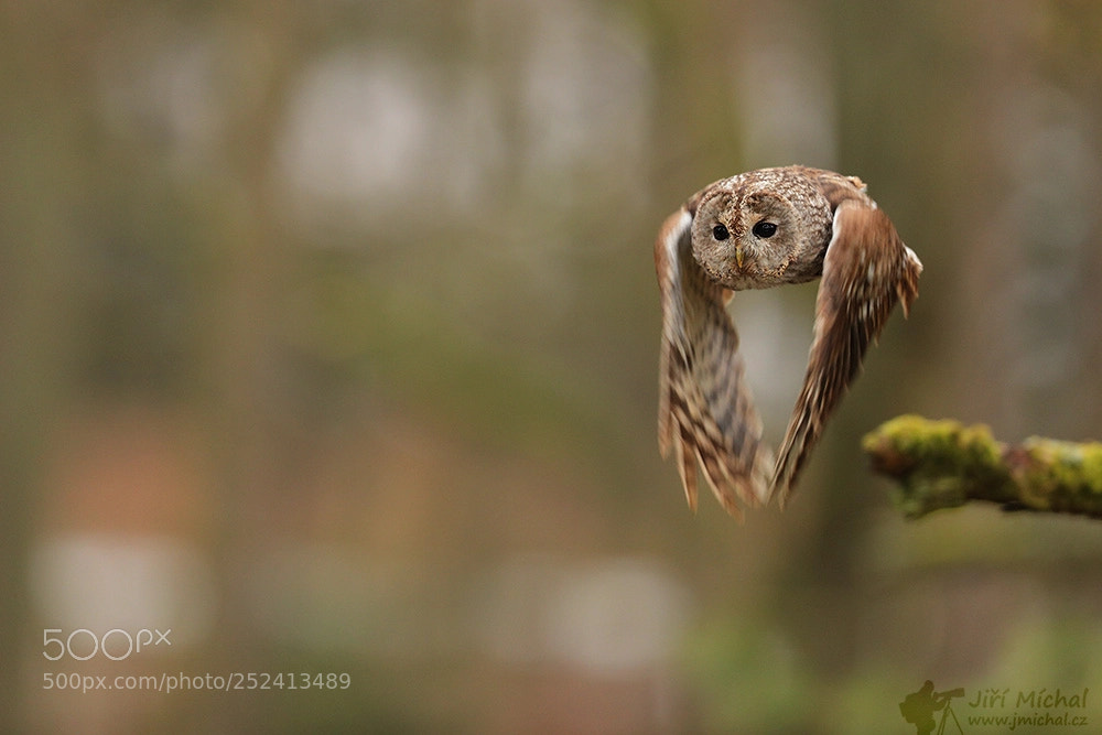 Canon EOS 5D Mark IV sample photo. Tawny owl photography