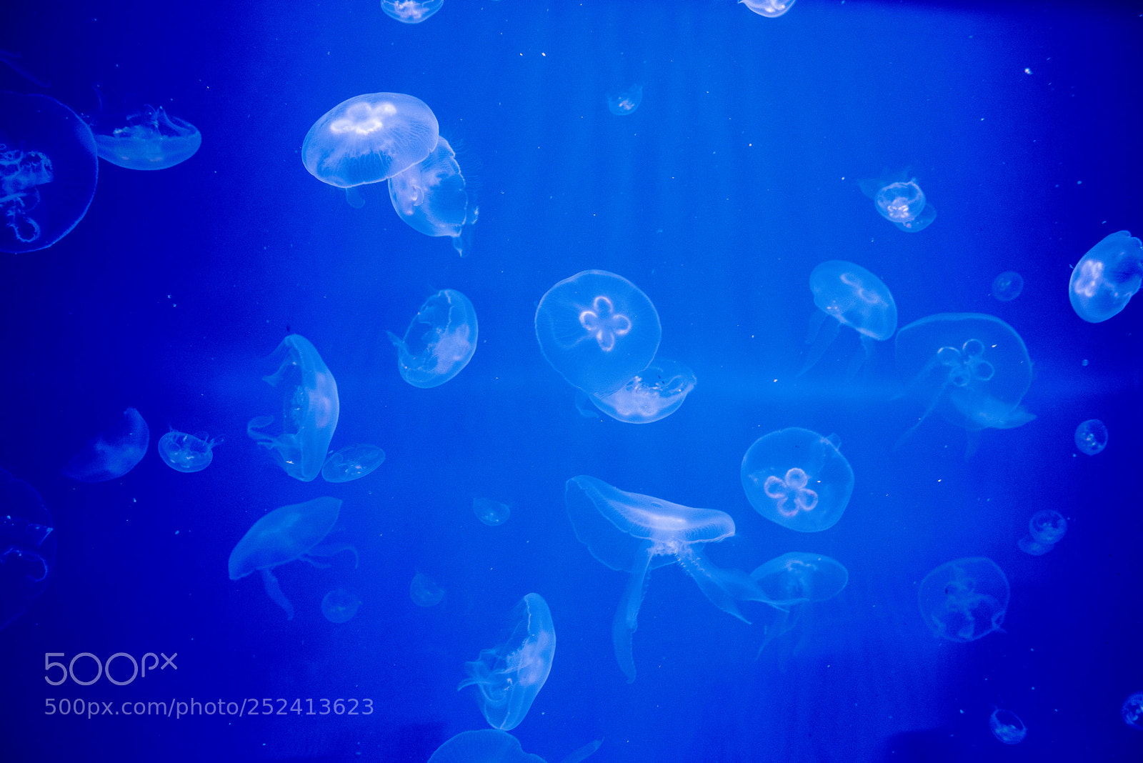 Nikon D750 sample photo. Jellyfish photography
