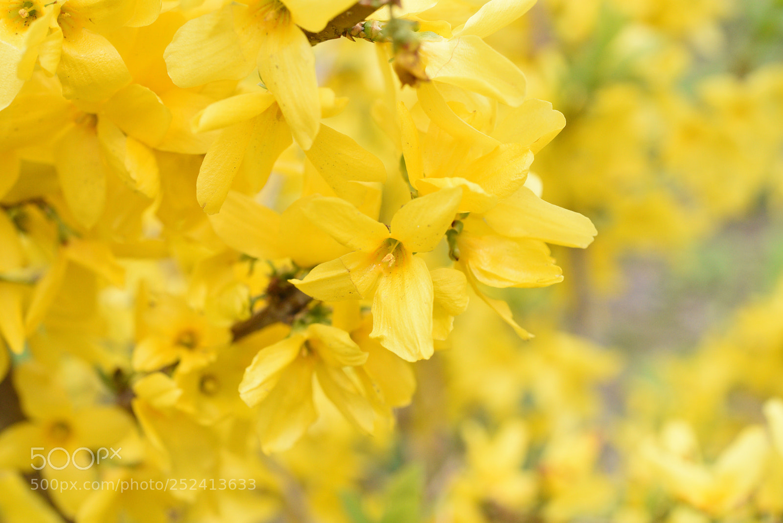 Nikon AF-S Micro-Nikkor 60mm F2.8G ED sample photo. レンギョウ 金沢・犀川緑地 photography