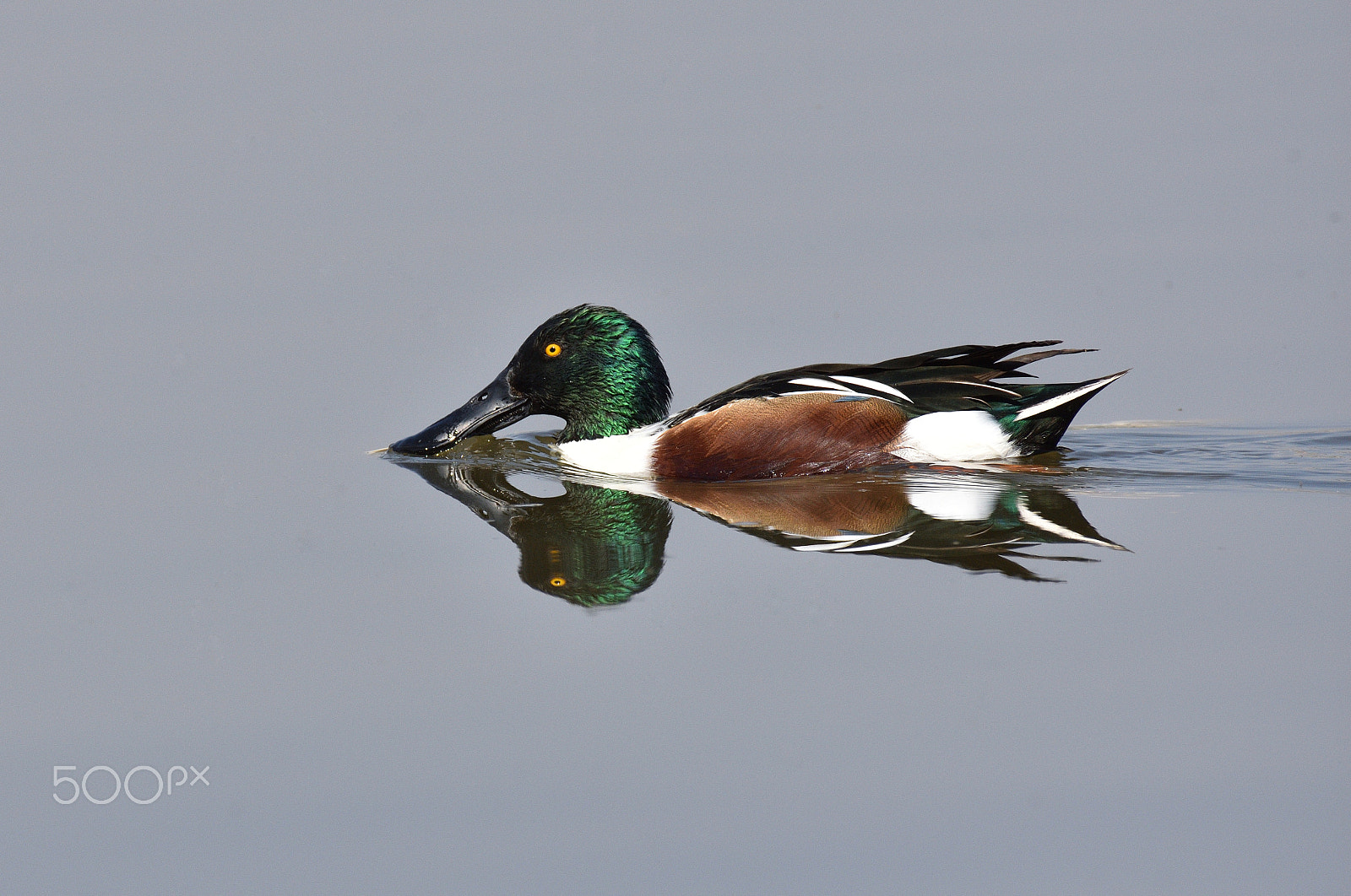 Nikon AF-S Nikkor 200-500mm F5.6E ED VR sample photo. Mirror mirror in the lake, who's the coolest drake photography