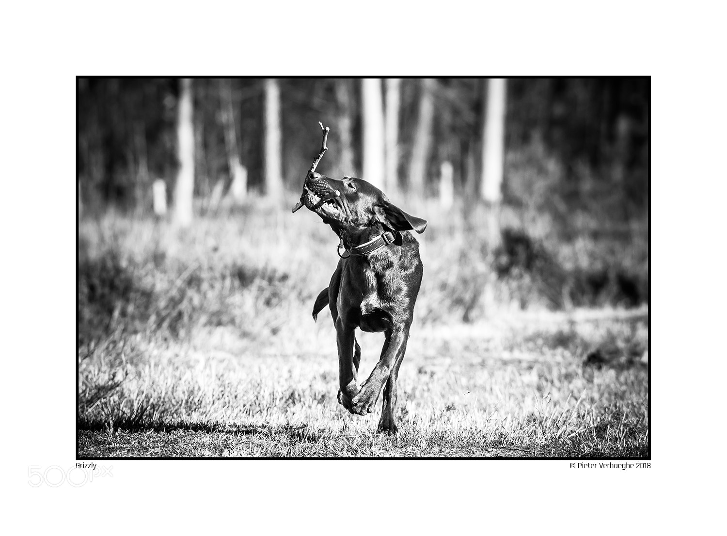 Nikon D4 sample photo. Grizzly photography