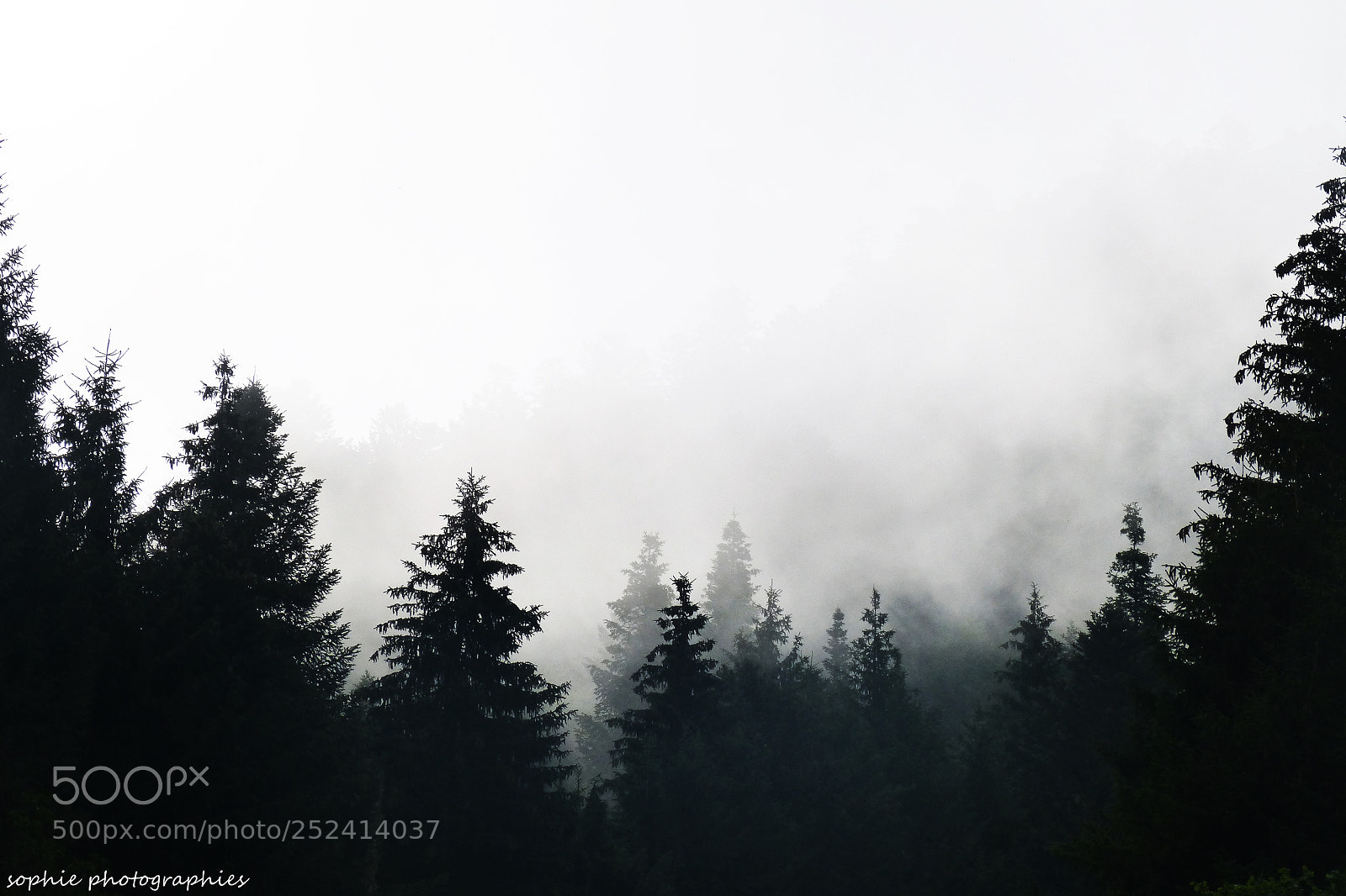 Panasonic DMC-FZ62 sample photo. Forest in the mist photography