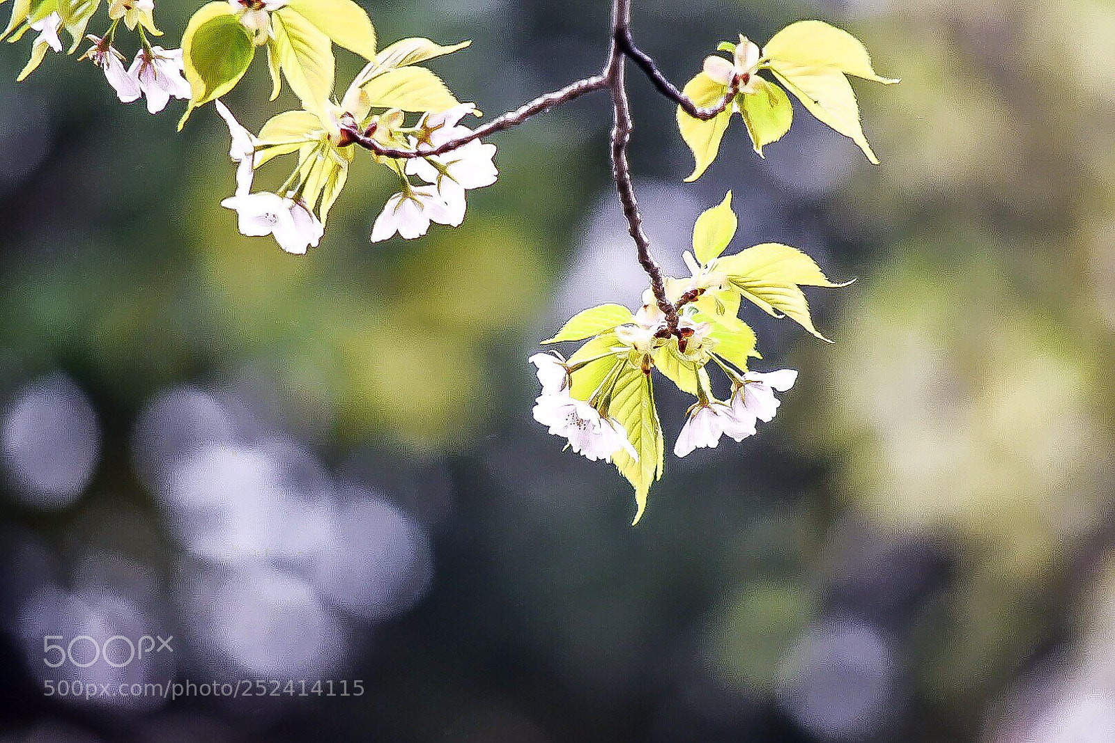 Nikon D5500 sample photo. Untitled photography