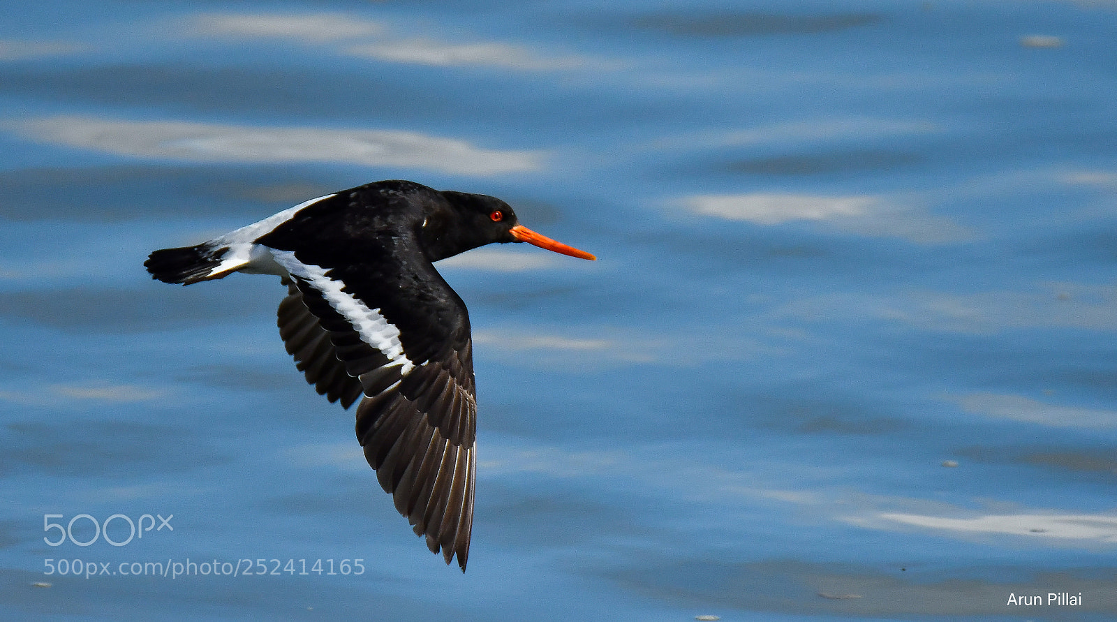 Nikon D500 sample photo. Pied oystercatcher photography