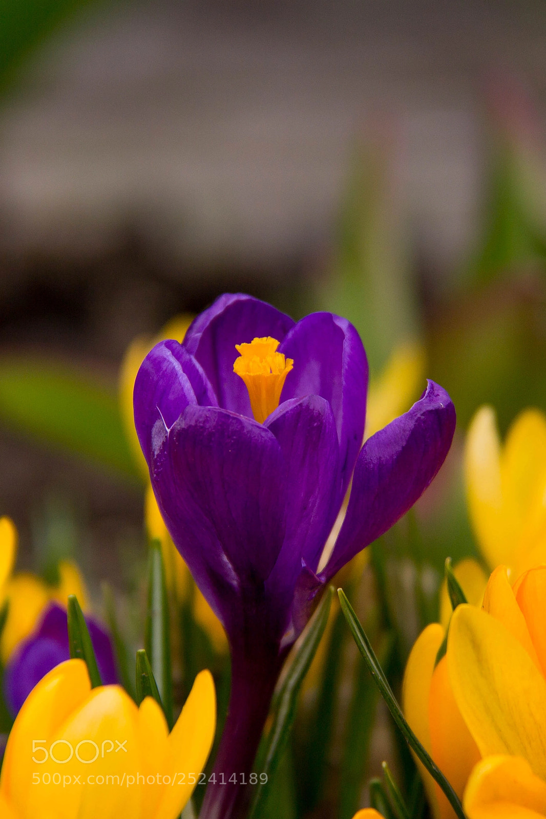Canon EOS 600D (Rebel EOS T3i / EOS Kiss X5) sample photo. Crocus photography
