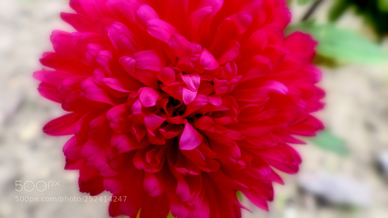 Panasonic Lumix DMC-FZ200 sample photo. Red aster. photography