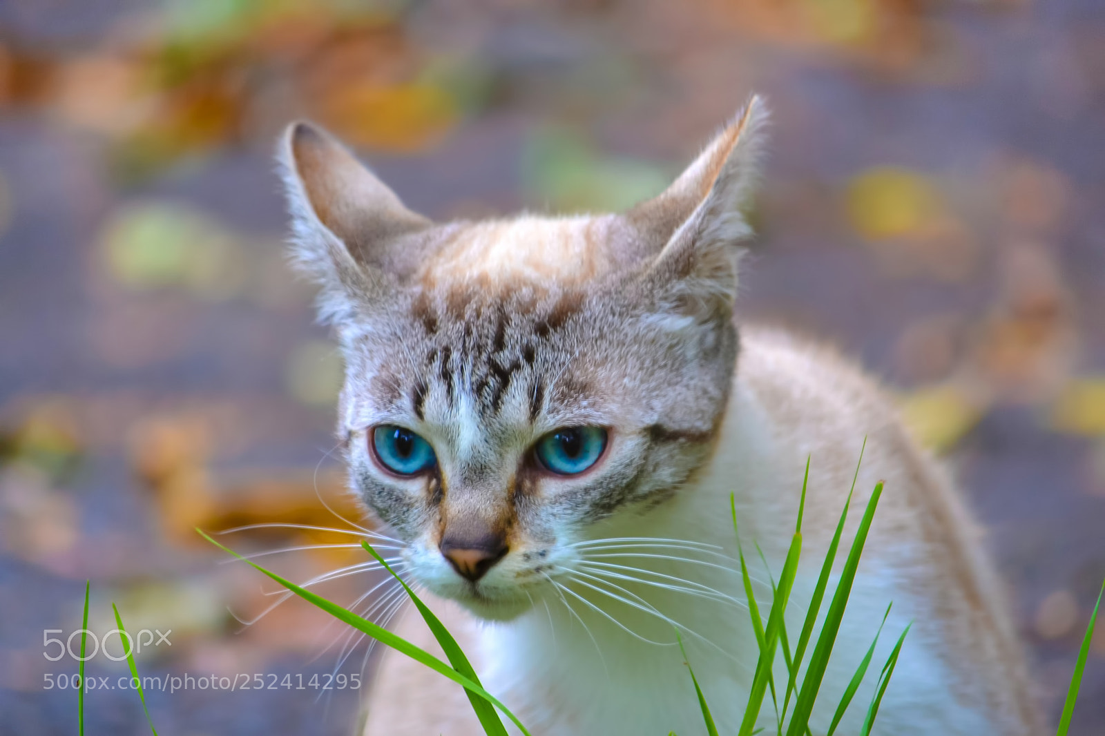 Nikon D3100 sample photo. With blue eyes photography
