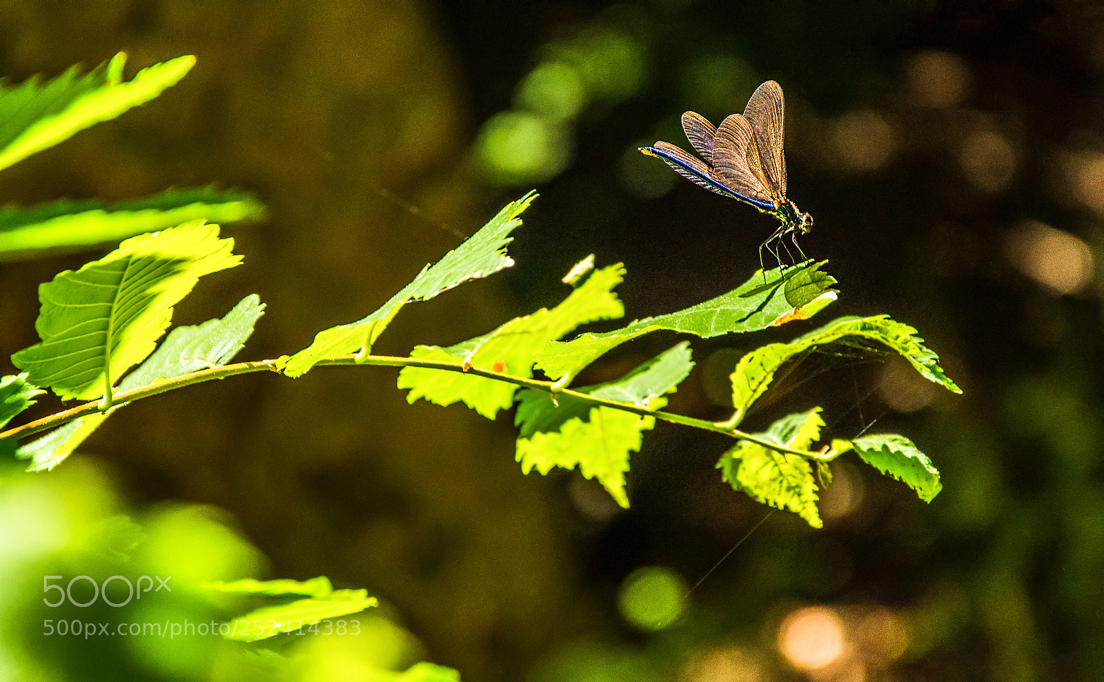 Nikon D7200 sample photo. Weak weight photography