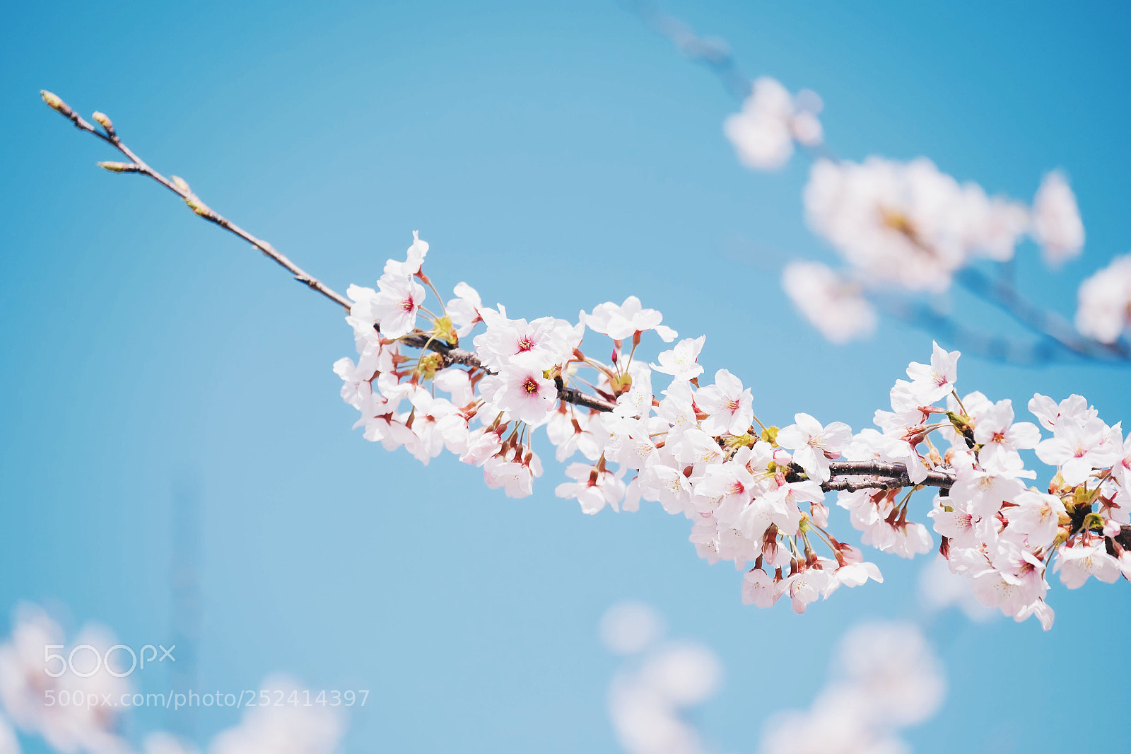 Fujifilm X-T1 sample photo. Cherry blossoms photography