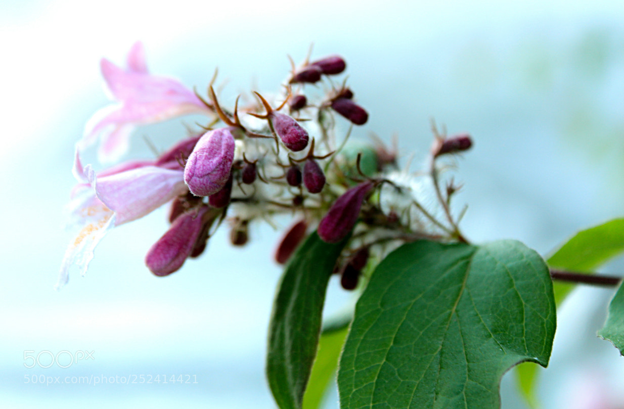 Canon EOS 600D (Rebel EOS T3i / EOS Kiss X5) sample photo. Pflanze photography
