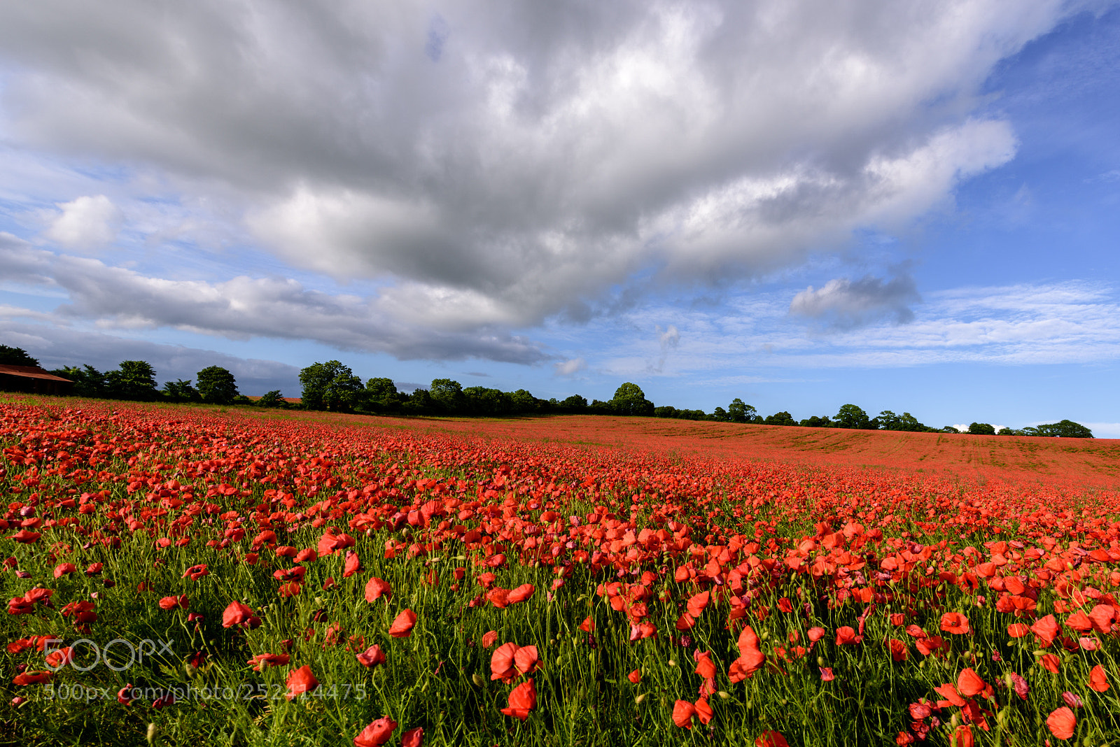 Nikon D810 sample photo. A carpet of red. photography
