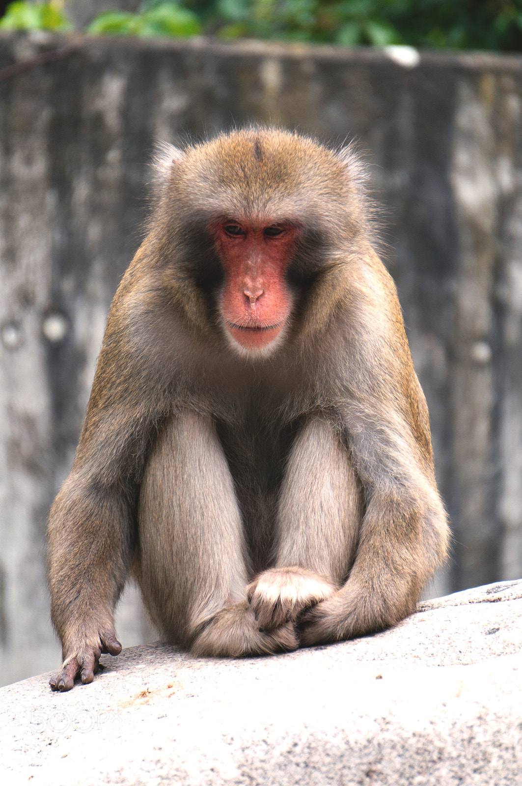 Sony Alpha NEX-3N sample photo. Macaque monkey photography