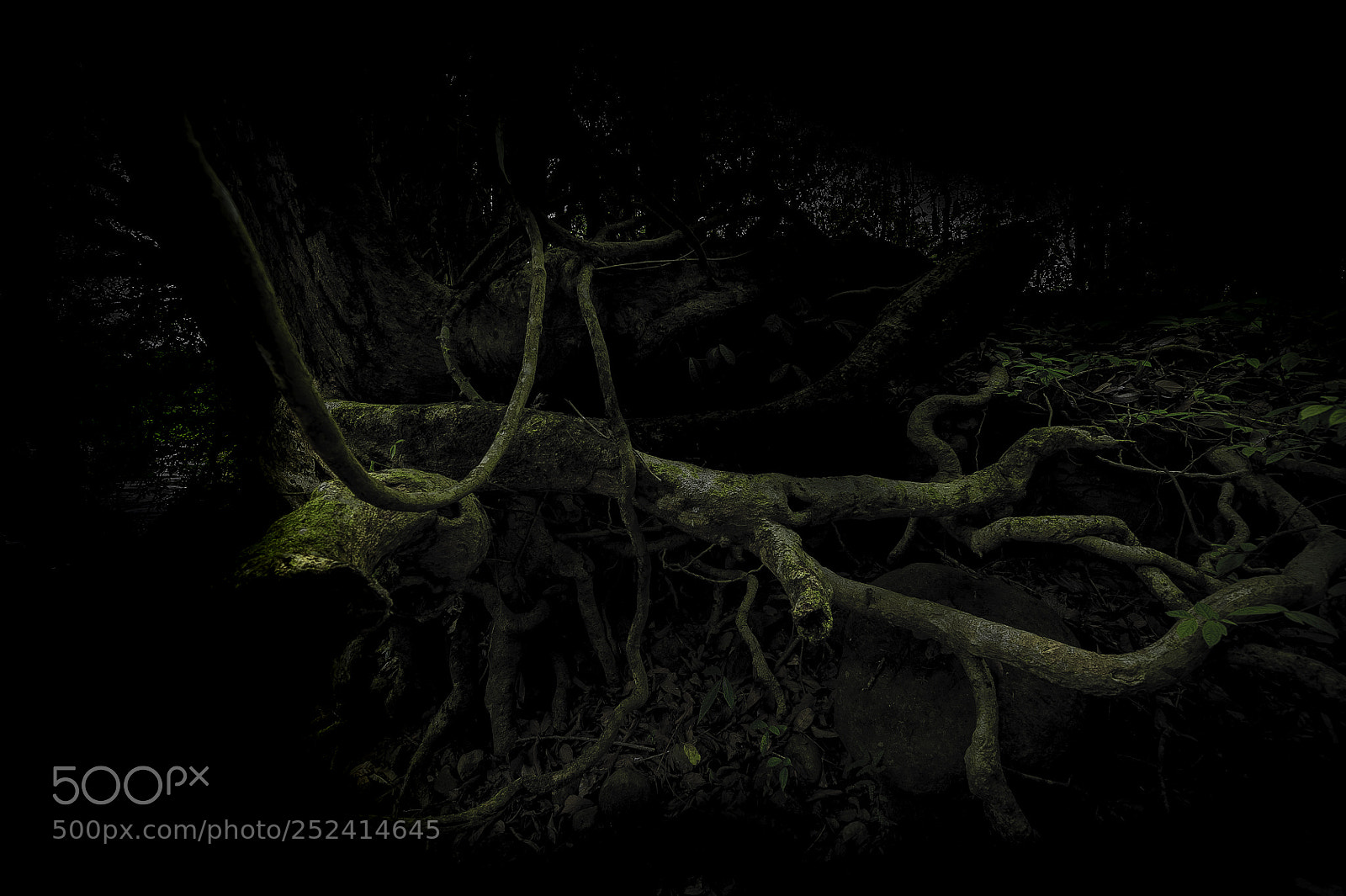 Nikon D700 sample photo. Green cobra photography