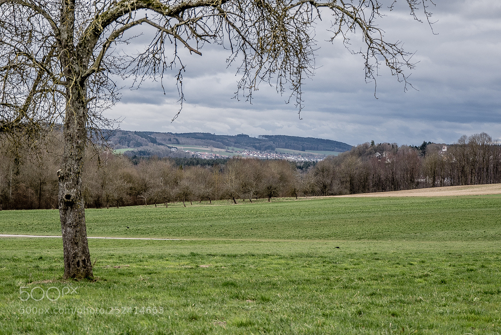 Panasonic DMC-G70 sample photo. Trees on countryside photography