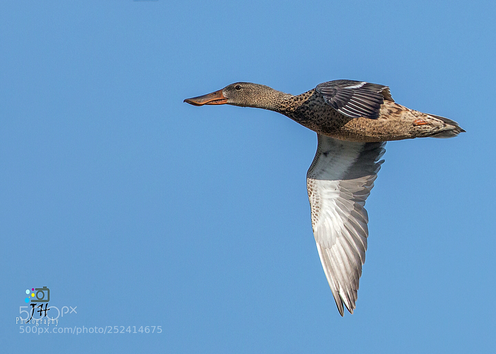 Canon EOS 70D sample photo. Northern shoveler photography