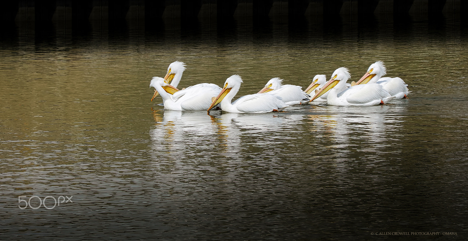 Panasonic Lumix DMC-GX85 (Lumix DMC-GX80 / Lumix DMC-GX7 Mark II) sample photo. Pelicans on parade photography