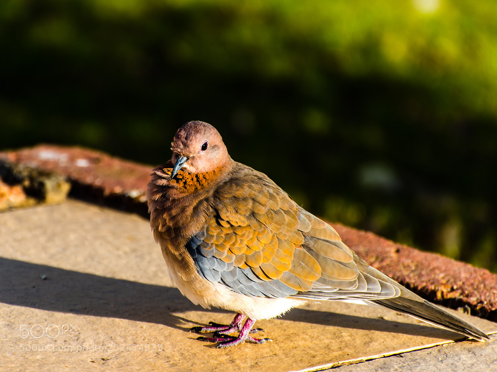 Nikon D810 sample photo. The fat pigeon photography
