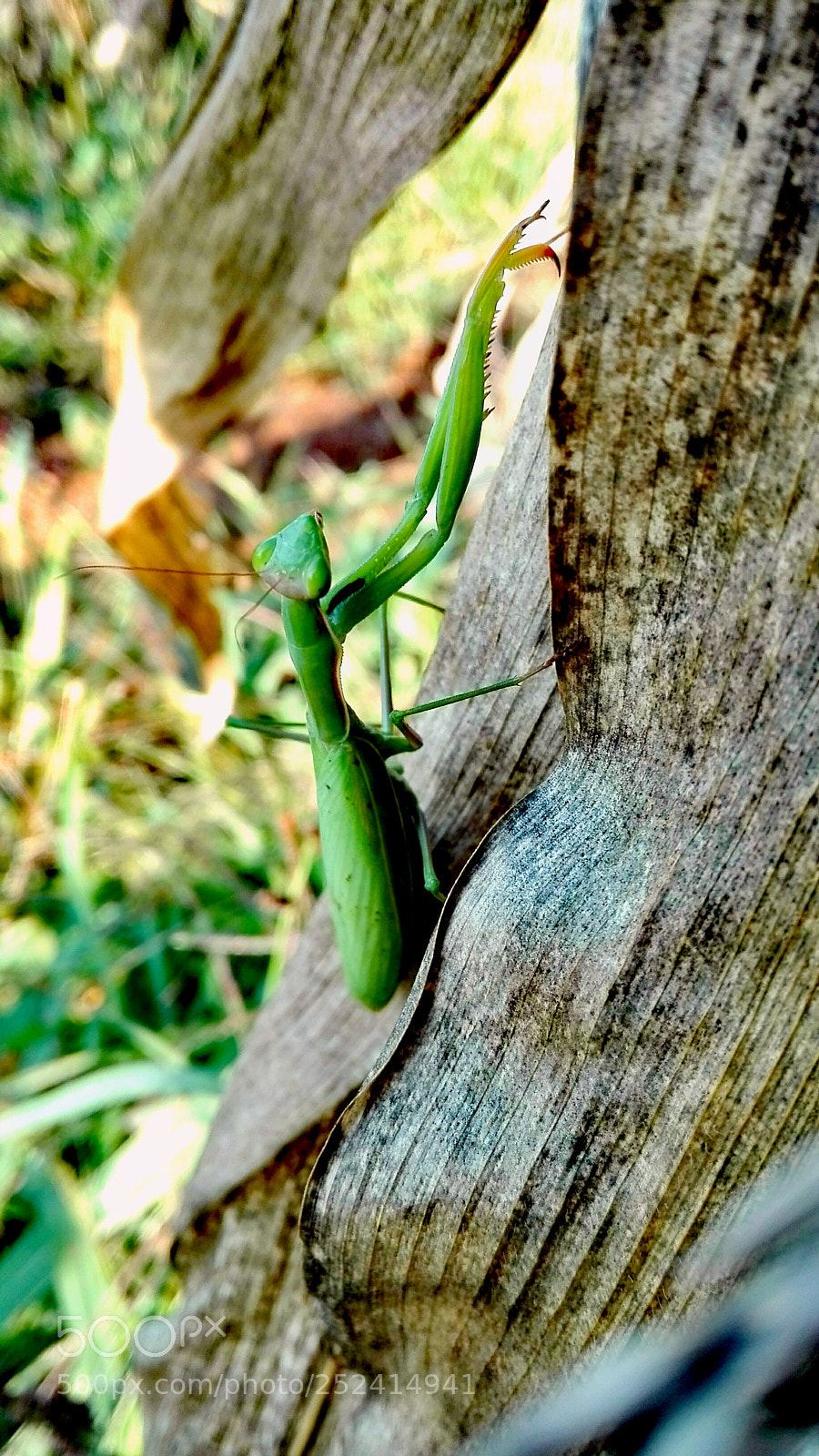HUAWEI P8 Lite sample photo. Praying mantis photography
