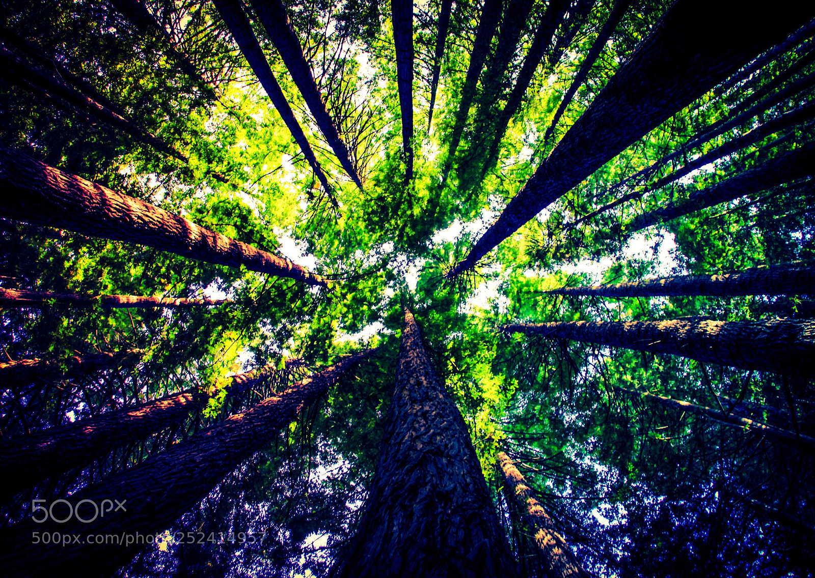 Canon EOS 50D sample photo. The redwoods photography