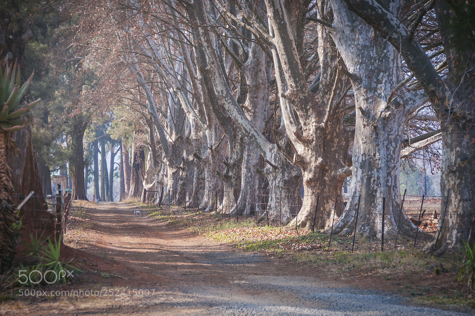 Nikon D300S sample photo. Country avenue photography