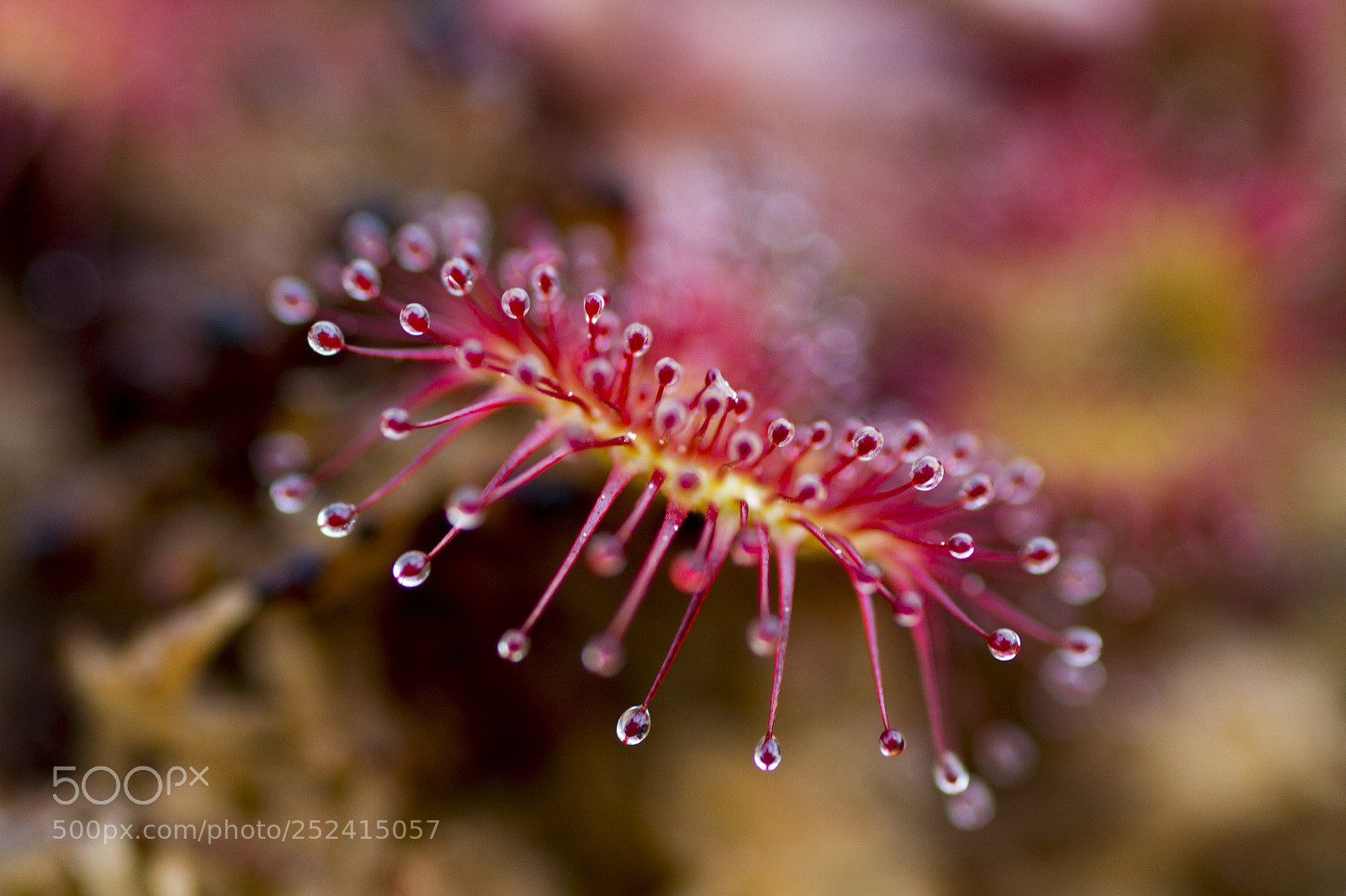 Canon EOS 650D (EOS Rebel T4i / EOS Kiss X6i) sample photo. Drosera rotundifolia 2 photography