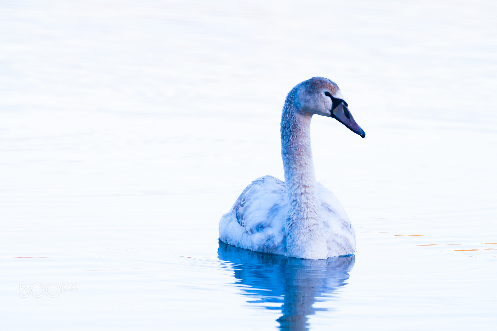 Canon EOS 1000D (EOS Digital Rebel XS / EOS Kiss F) sample photo. Swan photography