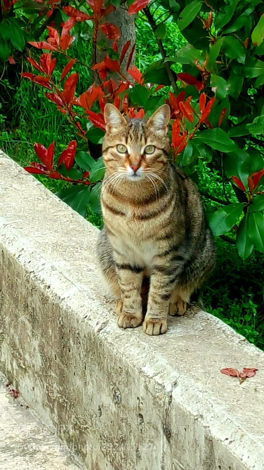 Samsung Galaxy Note5 sample photo. Untitled photography