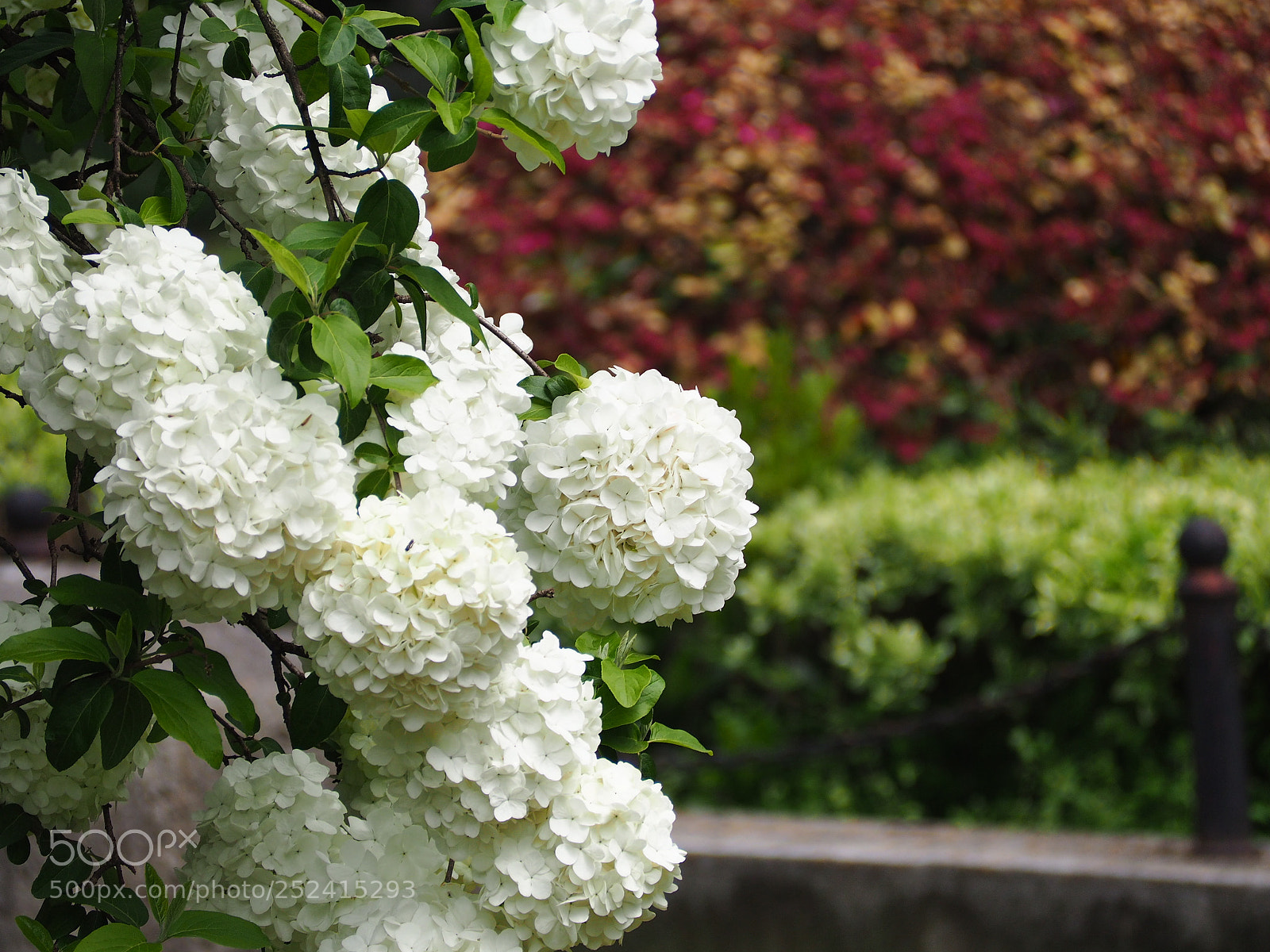 Olympus OM-D E-M10 sample photo. Flower photography