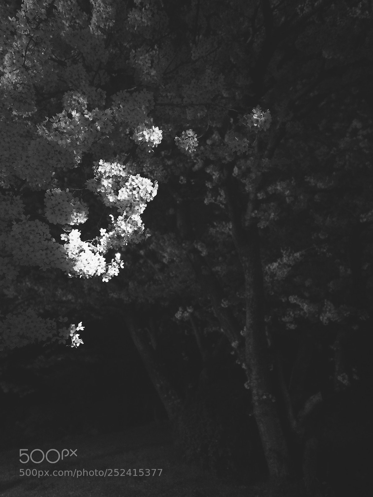 Olympus OM-D E-M5 II sample photo. Last light photography