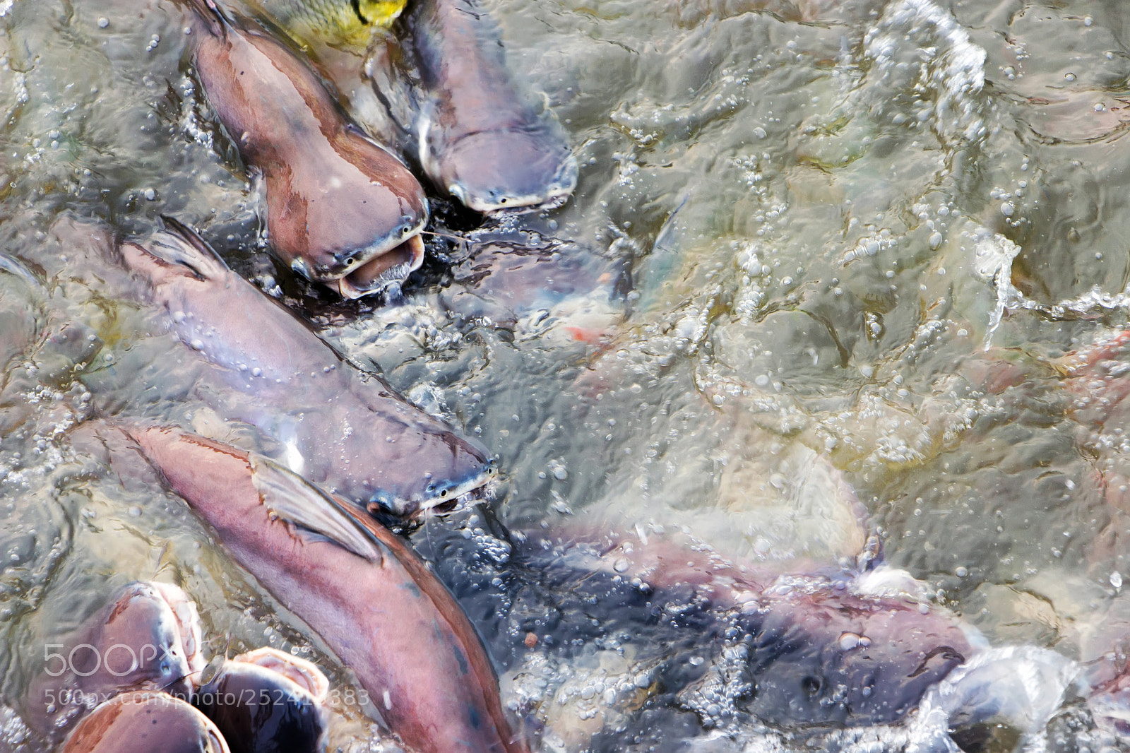Canon EOS 700D (EOS Rebel T5i / EOS Kiss X7i) sample photo. Pangasius are swimming on photography