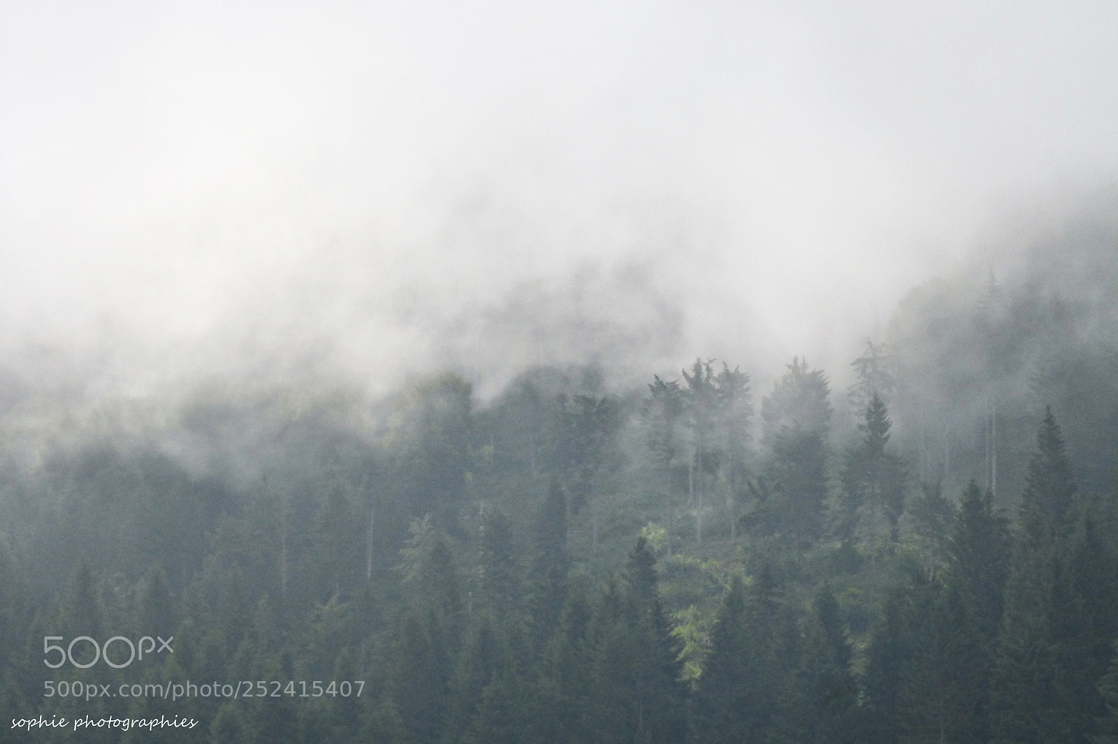 Panasonic DMC-FZ62 sample photo. Foggy forest mountain photography