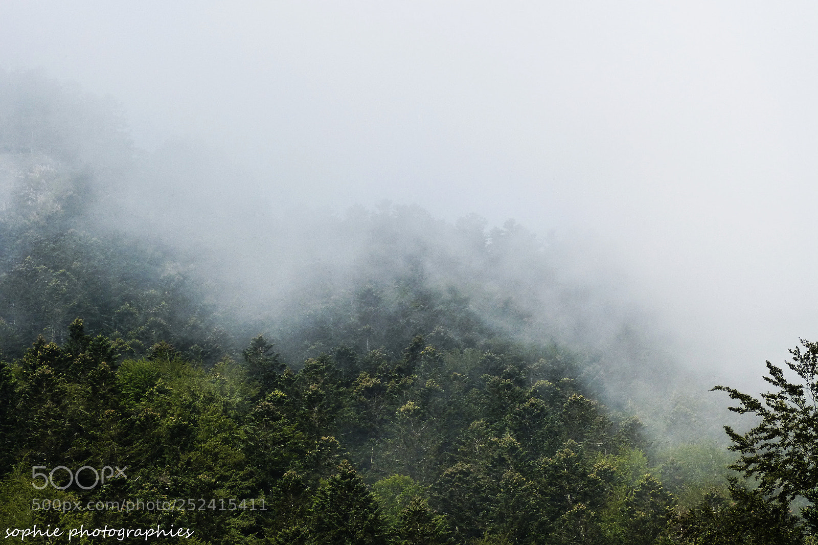 Panasonic DMC-FZ62 sample photo. Mist through the forest photography