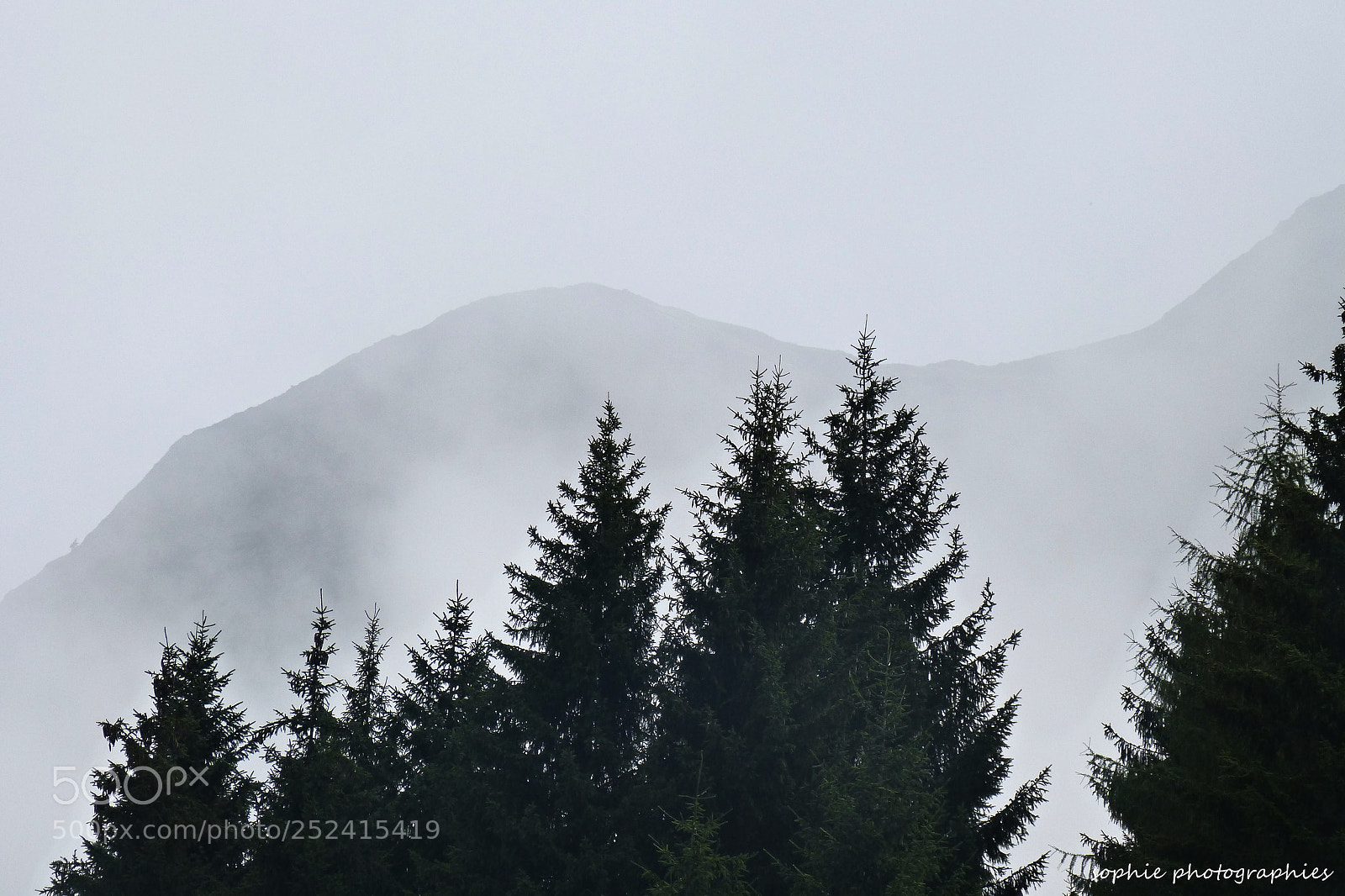 Panasonic DMC-FZ62 sample photo. Firs in the mist photography