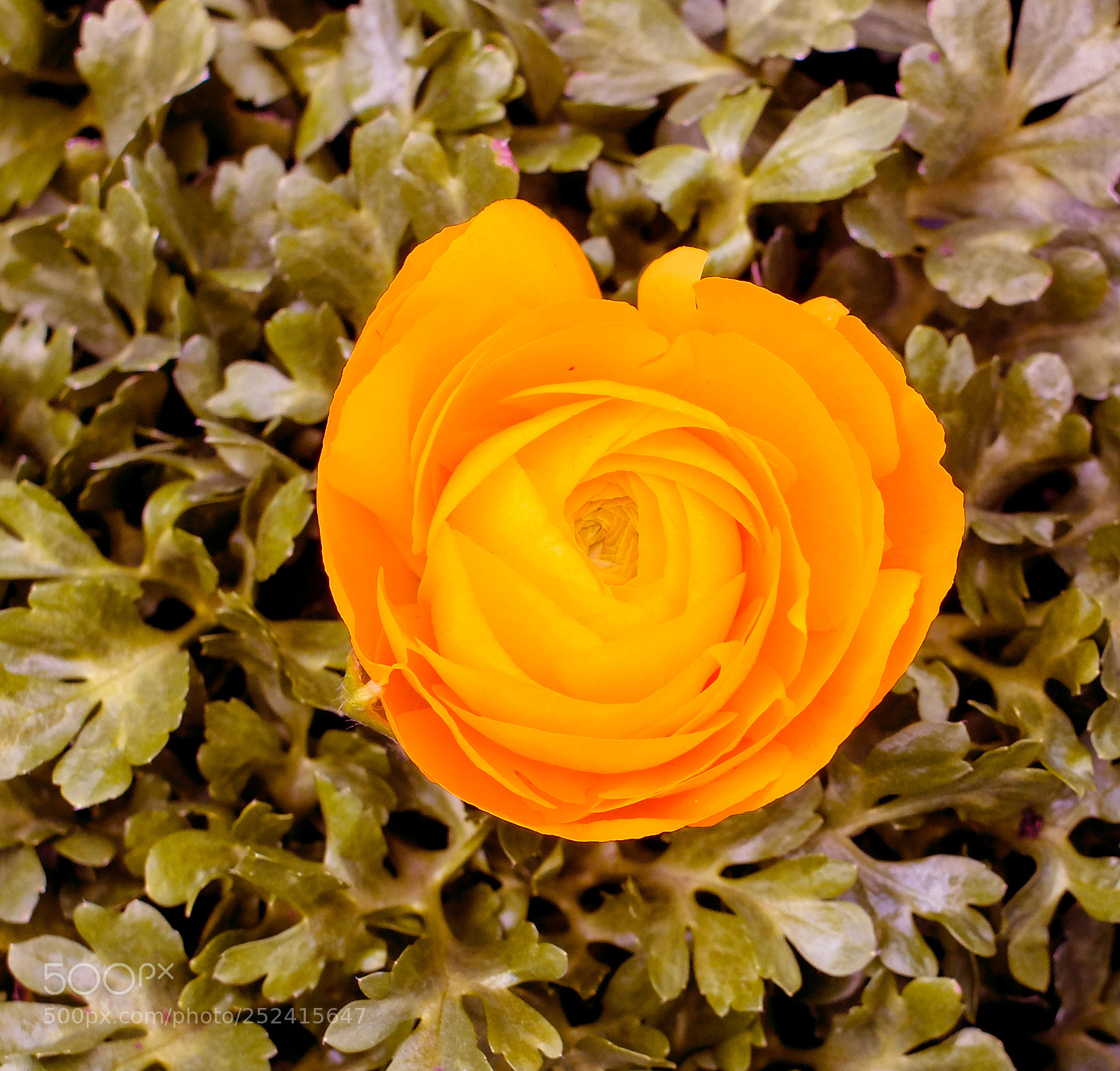 Fujifilm X20 sample photo. Flower photography