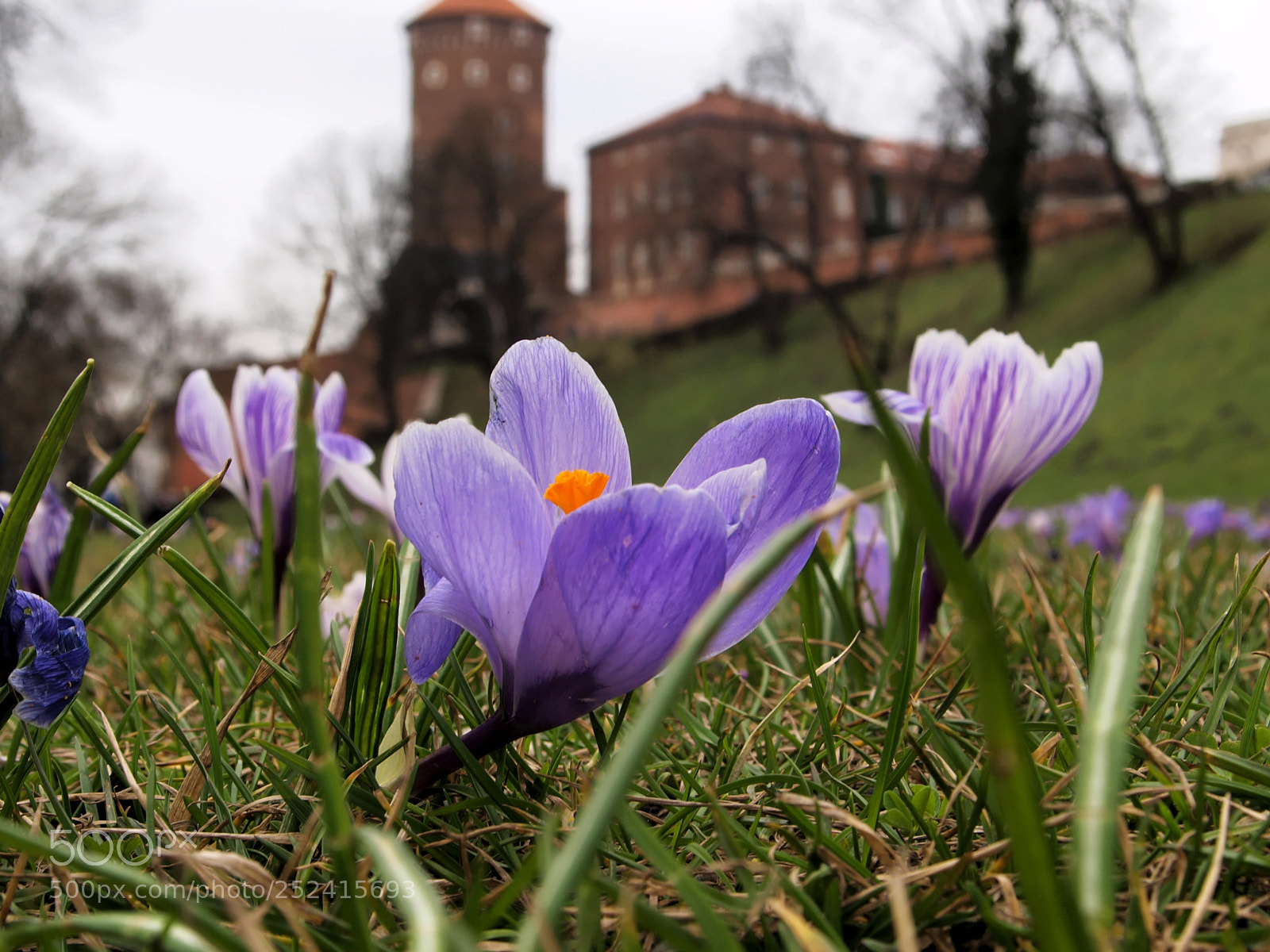 Olympus E-420 (EVOLT E-420) sample photo. Flowers and wawel castle photography