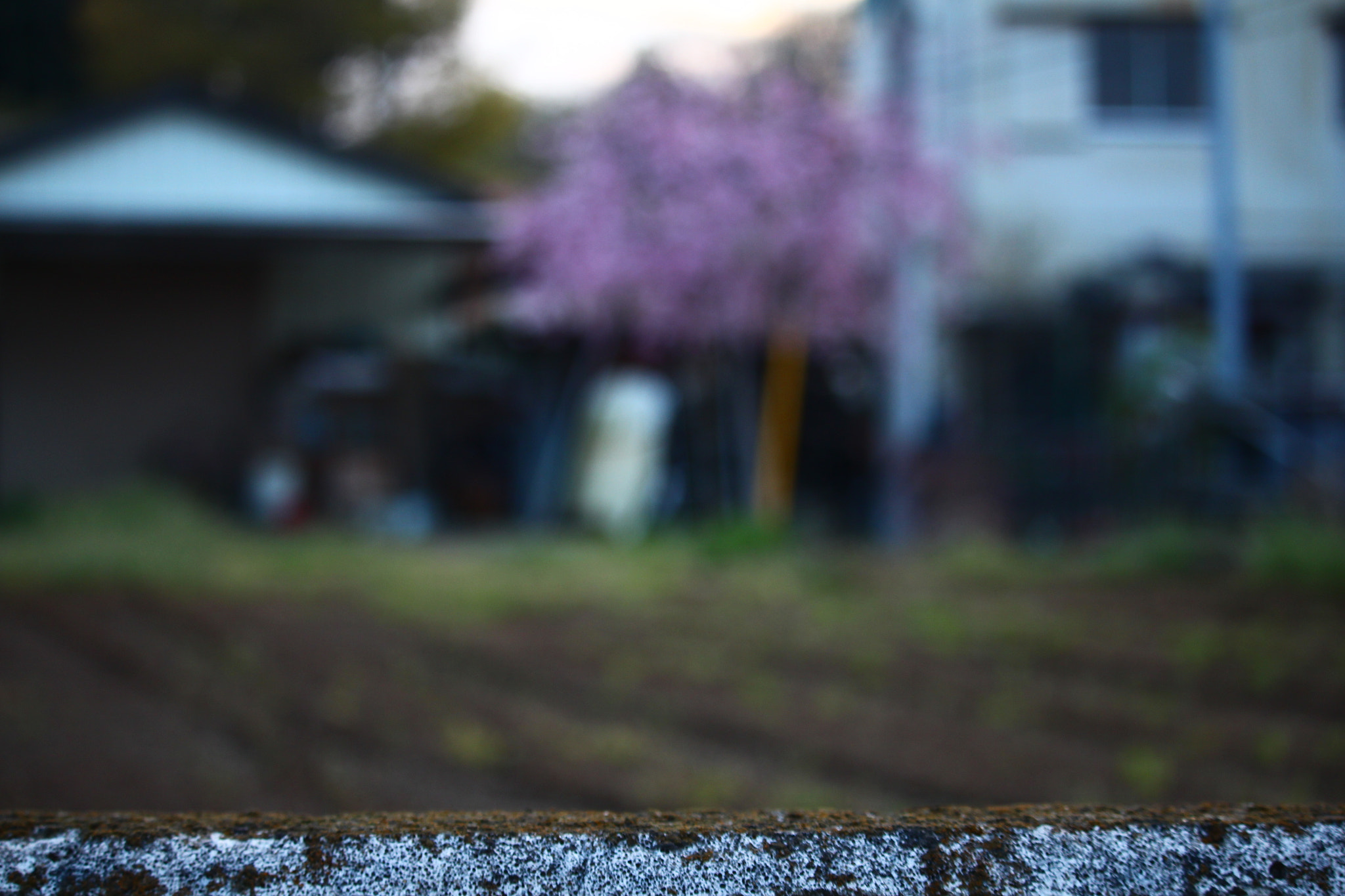 Canon EOS 700D (EOS Rebel T5i / EOS Kiss X7i) + Canon EF-S 55-250mm F4-5.6 IS STM sample photo. Unfocused sakura photography