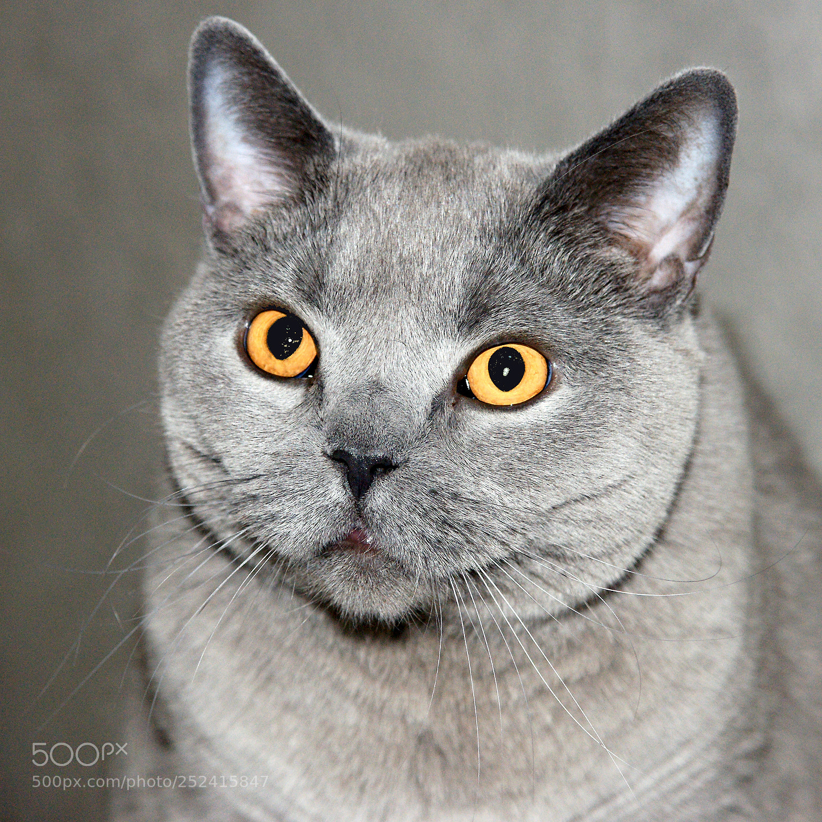 Sony Alpha DSLR-A700 sample photo. Exact observer photography