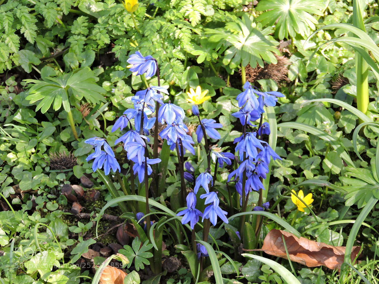 Nikon Coolpix P530 sample photo. Bluebells photography