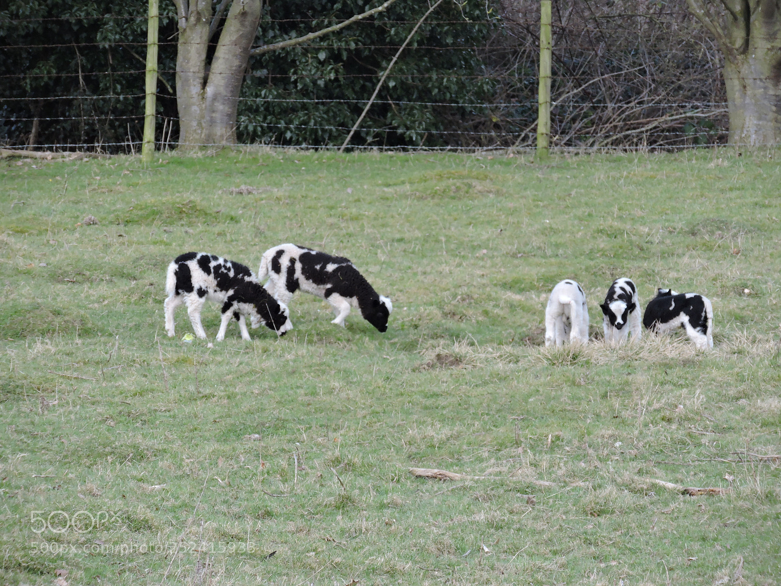 Nikon Coolpix P530 sample photo. Lambs photography