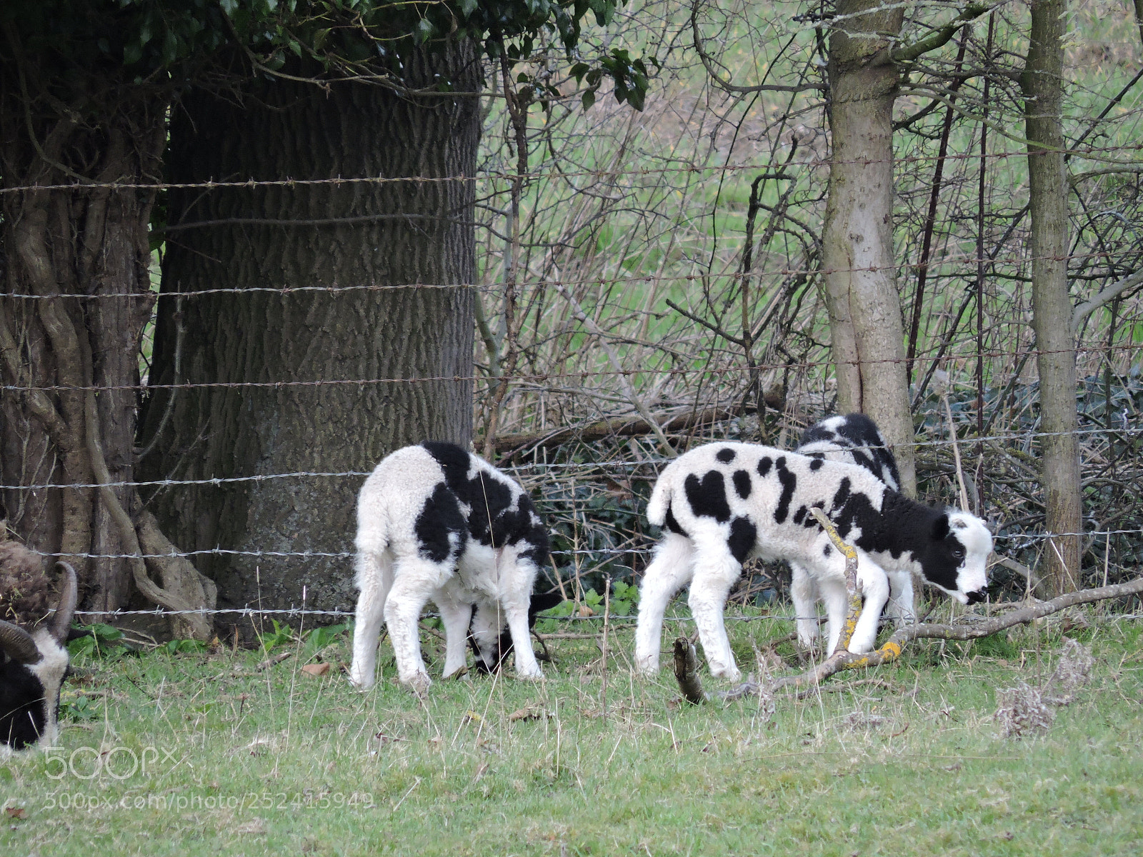 Nikon Coolpix P530 sample photo. Lambs photography